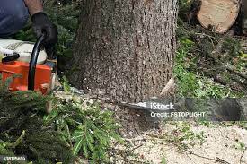 Best Tree and Shrub Care  in Mount Vernon, IL