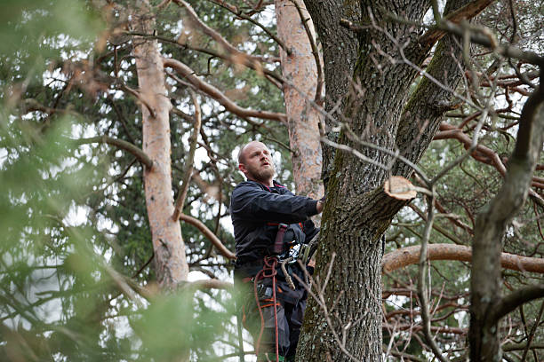 How Our Tree Care Process Works  in  Mount Vernon, IL